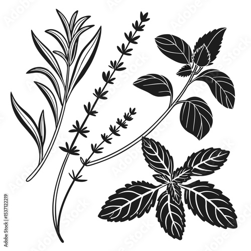 Fresh herbs rosemary thyme mint culinary illustration