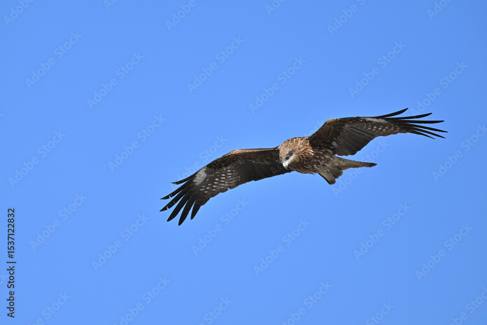 Obraz premium トビ Black Kite