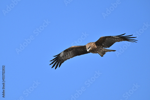 トビ　Black Kite