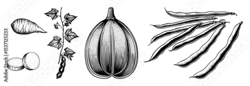 Vector Detailed botanical of root vegetables broad beans and plant pods.