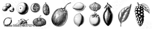 Vector Botanical illustrations showcase diverse fruit and seed pod forms in detailed engraving style.