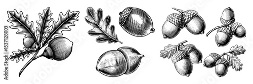 Vector Detailed botanical illustrations of acorns and oak leaves in vintage engraving style.