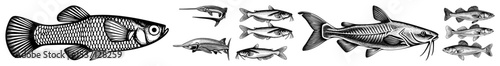 Vector Detailed illustrations of freshwater fish with fins and barbels.