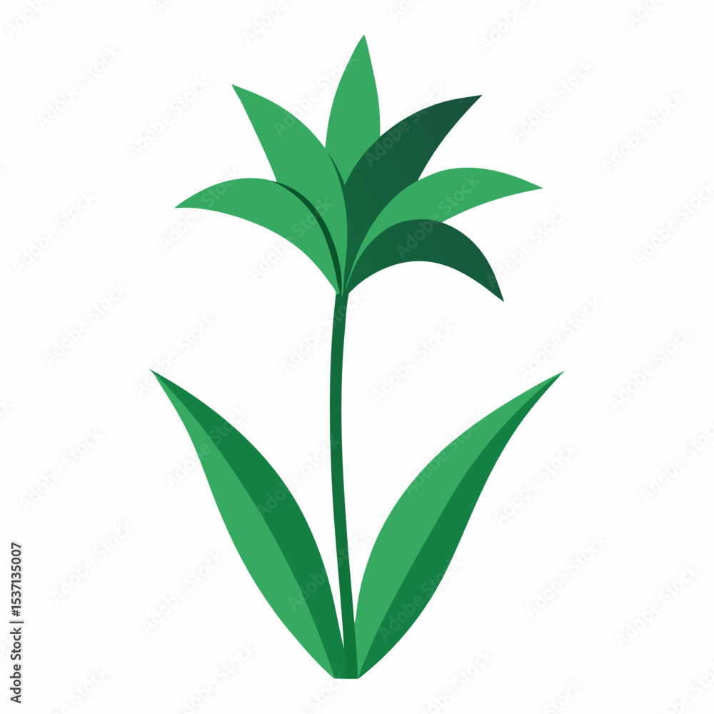Obraz premium Anthericum Outline: Spider Plant
