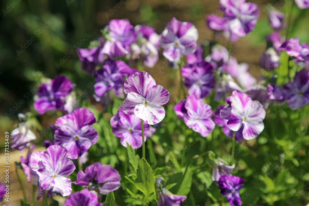 Macro image of purple and white striped Heart's Ease blooms, Kent England
Macro image of purple and white striped Heart's Ease blooms, Kent England