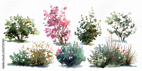 bush of flowers on white background. Bush tree flower of bougainvillea on isolated transparent background	