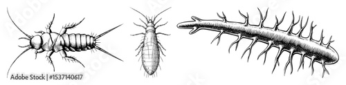 Vector Detailed illustrations of segmented arthropods with bristled appendages.