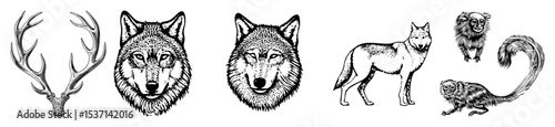 Vector Detailed vector illustrations of a deer wolves and monkeys.