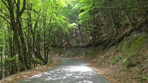 Scenic Drive On The Winding Road Through Lush Green Forest