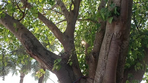 sunlight sun through Bodhi tree leaves. calm tranquil nature view