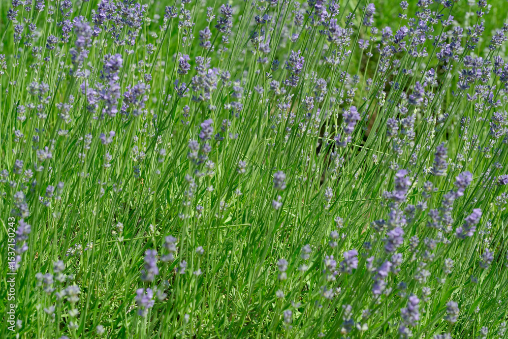 Fototapeta premium Lavender blooms sway gently in the warm summer breeze