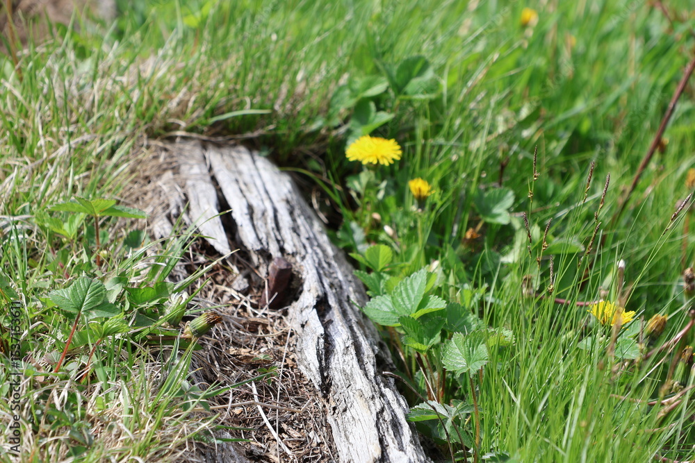 Obraz premium Deadwood and Wildflowers On The Appalachian Trail