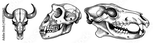 Vector Detailed illustrations of animal skulls including a bison primate and canine.