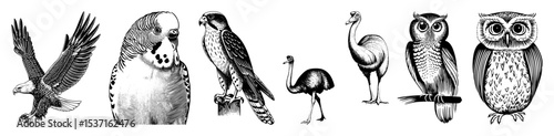 Vector Detailed vector of diverse bird species including eagle pigeon  ostrich and owls.