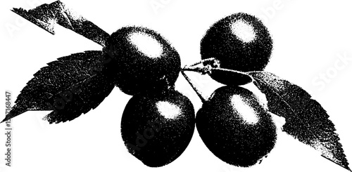 Abstract black and white bilberry bunch for modern artistic design