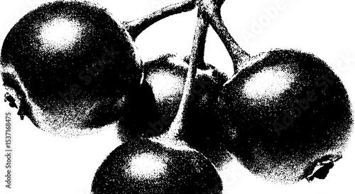 High contrast black and white abstract of bilberry bunch for modern design