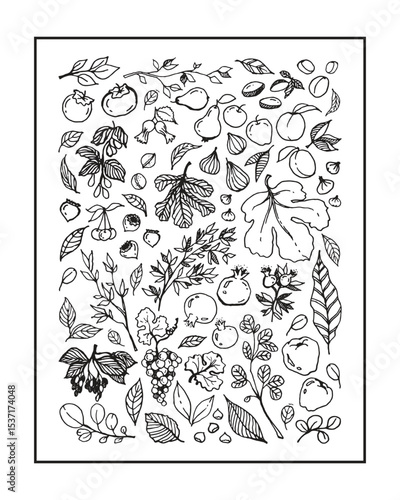 Vector black linear illustration of different Garden Fruits, leaves, tree branches on white