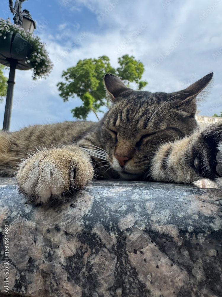 Obraz premium cat in the garden