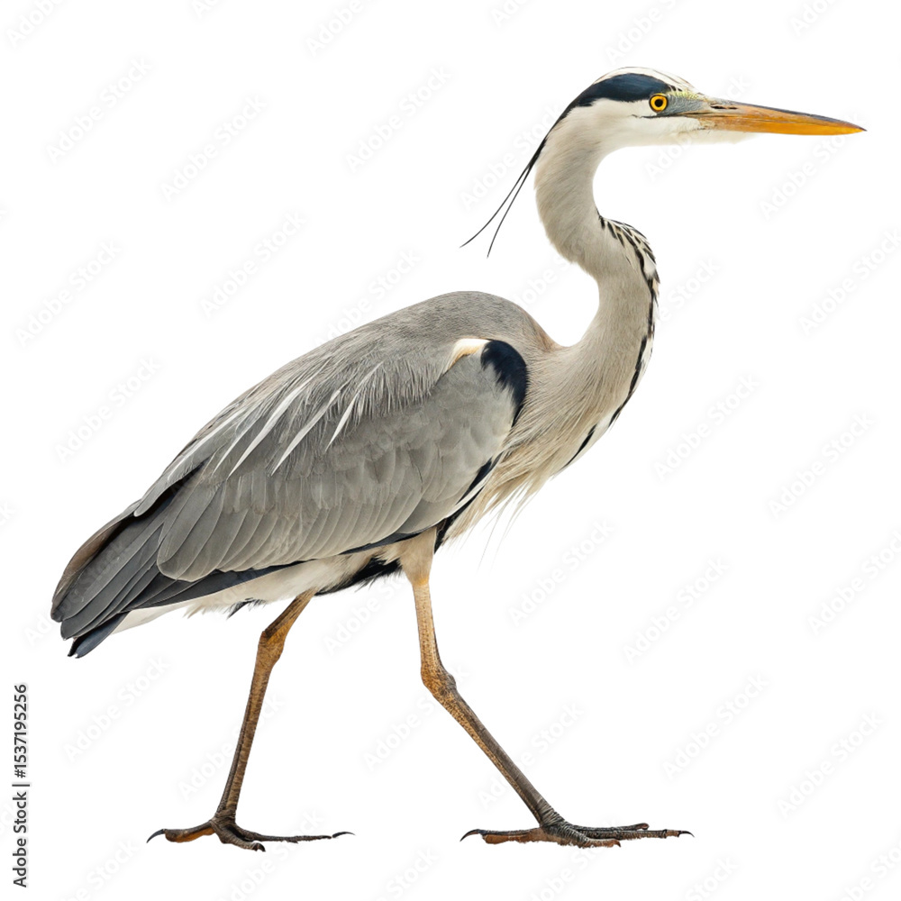 Fototapeta premium Elegant Heron Bird Transparent Background for Creatives