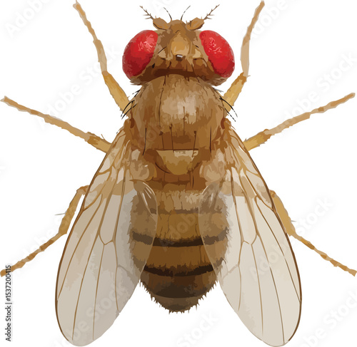 fruit fly
