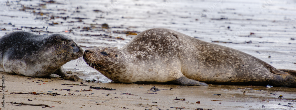 Fototapeta premium Two seals are seen engaging playfully along the sandy beach at Ytri Tunga, Iceland. This serene setting showcases the beautiful coastal landscape uniquely found in this region.