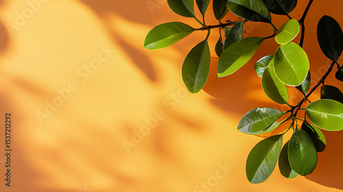 yellow leaves on a branch