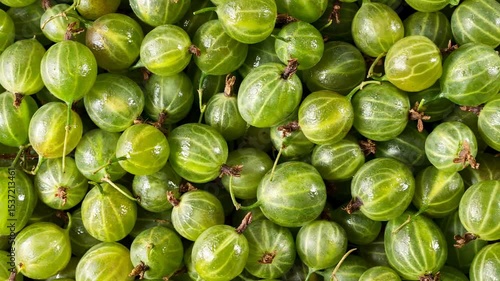Green ripe gooseberries background close up. Ripe gooseberries in vibrant shades of green.  freshly harvested gooseberries. Close up top view