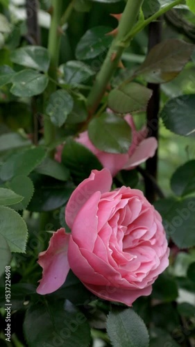 Wallpaper Mural Single open pink rose in the garden with bokeh background. Vertical video Torontodigital.ca