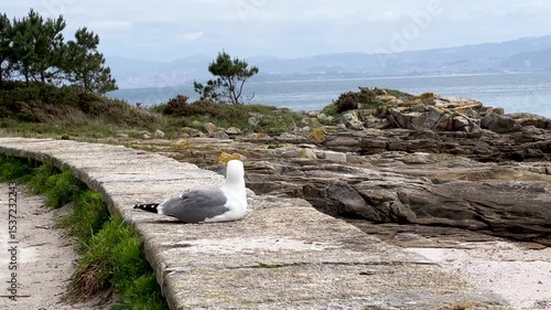 Wallpaper Mural lonely seagulls on the rocks Torontodigital.ca