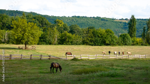 Horse and foal pasture, extensive breeding, large meadow and hills in the countryside, Prats-de-Carlux, Dordogne, Périgord, France
