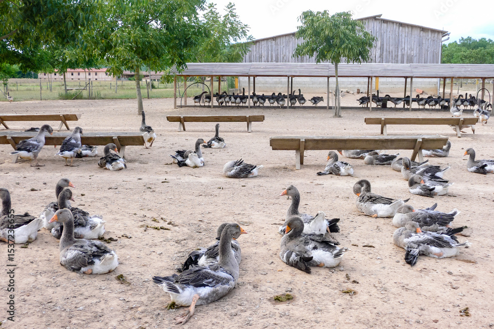 Obraz premium Goose farming, foie gras production in Dordogne, force-feeding of geese in France