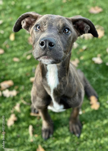 Wallpaper Mural Brindle Pit Bull Mix Portrait on Grass Torontodigital.ca