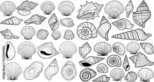 sea shell collection hand drawn vector in outline style
