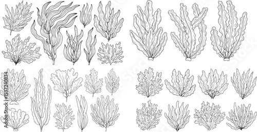 seaweed set hand drawn vector illustration in outline style
