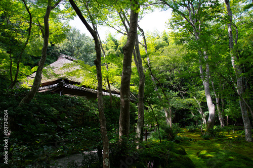田舎の夏