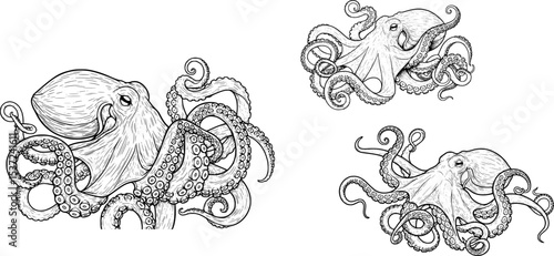 octopus in detailed monochrome outline hand drawn style
