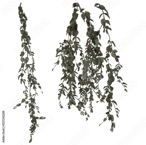Broom creeper