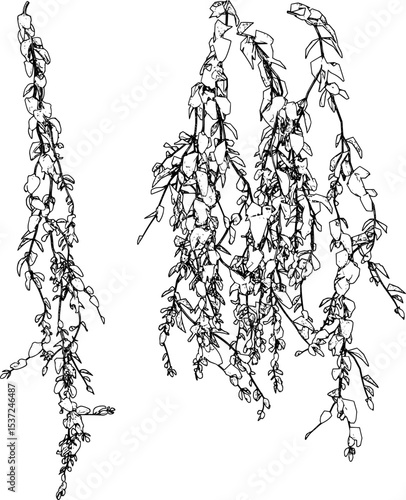 Broom creeper line art