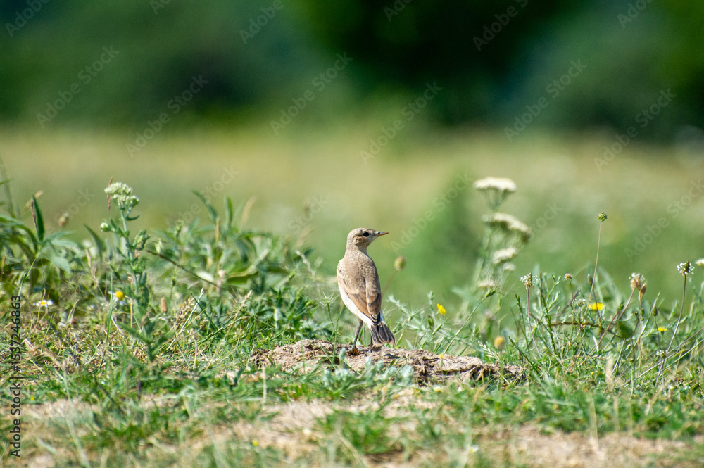 Fototapeta premium the northern wheater in grass