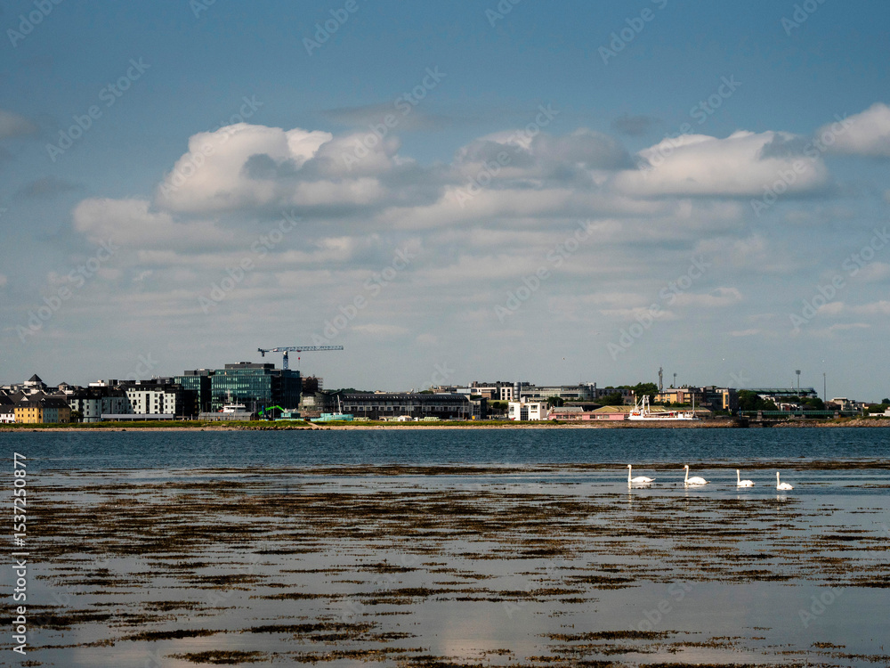 Naklejka premium Group of adult swans on the way to Galway city by water. Town buildings in the background. Sightseeing and tourism concept. Warm sunny day with blue cloudy sky. West of Ireland. Tourist and landmarks