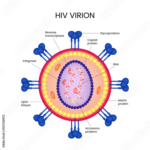 Diagram of HIV virion structure