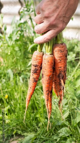 Bunch of carrots in a hand with soft background. Organic fresh harvested vegetables. Bunch of carrots in the garden. Vegetables harvest.