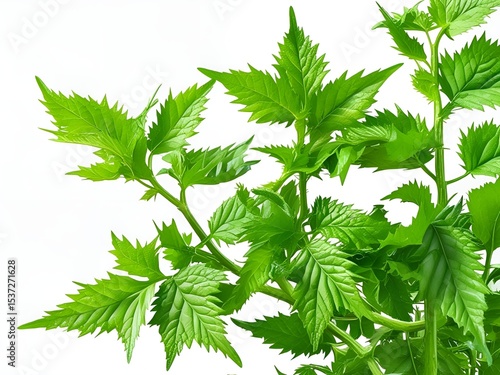 nettle isolated on white background