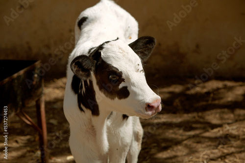 the photo of the calf is in black and white. The topic of animal husbandry and farming