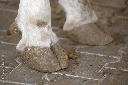 close-up photo of cow hooves. The topic of animal husbandry, animal care and veterinary medicine
