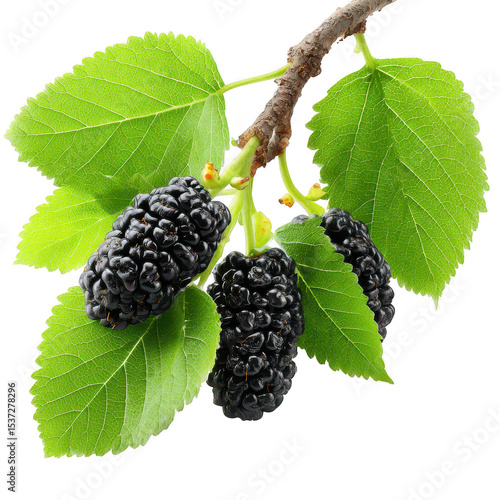 Mulberry fruit cluster with fresh green leaves on branch, showing ripe dark purple berries and detailed leaf veins, isolated on transparency background with vibrant natural colors