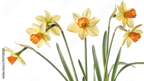 yellow daffodils