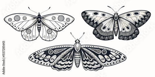 butterfly isolated on white background