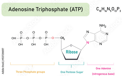 Adenosine Triphosphate (ATP) Molecular Structure Diagram with Labeled Components. ATP is energy Currency of the Cell. Vector Illustration.