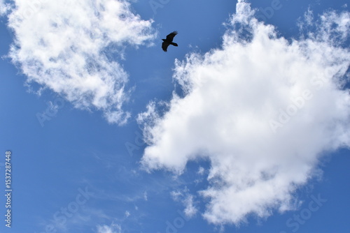 Bird in the Sky